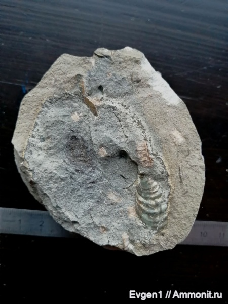 растения, голосеменные, высшие растения