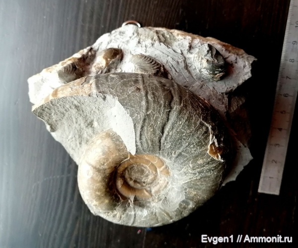 аммониты, верхний мел, Сахалинская область