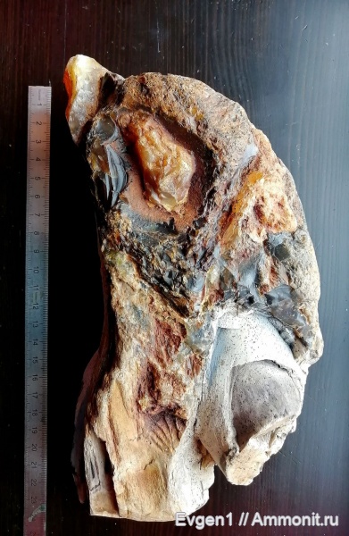 эоцен, окаменевшее дерево, Сахалинская область