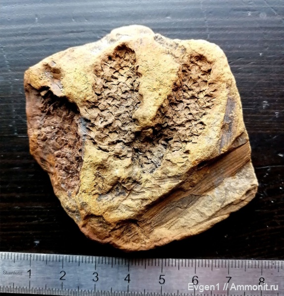 палеоген, эоцен, Сахалин, хвощи