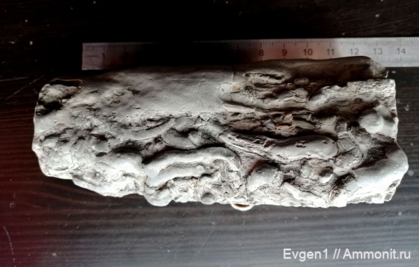 окаменевшее дерево, верхний мел, древоточцы, Сахалинская область