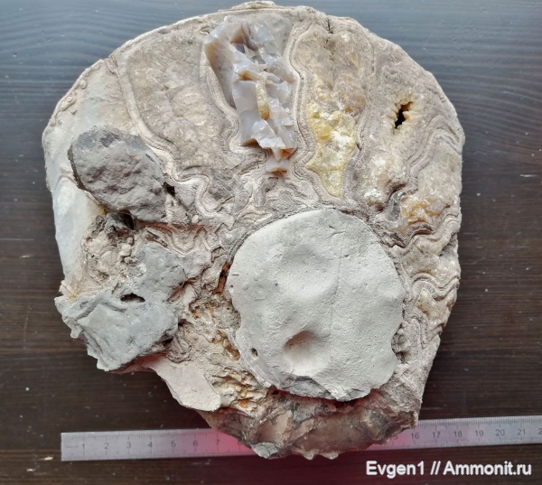 аммониты, верхний мел, Сахалинская область