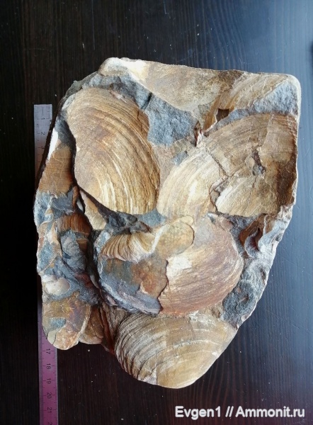 палеоген, двустворчатые моллюски, Сахалинская область