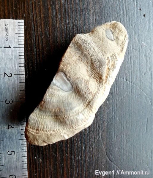 окаменелости, Сахалинская область