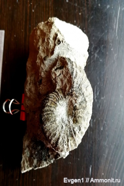 аммониты, верхний мел, Сахалинская область