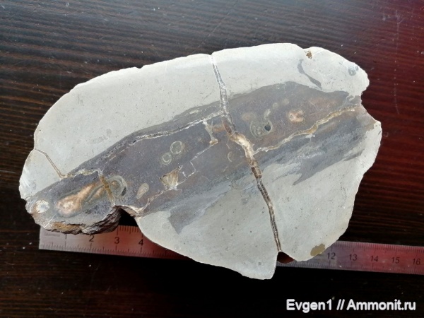 окаменевшее дерево, ходы древоточцев