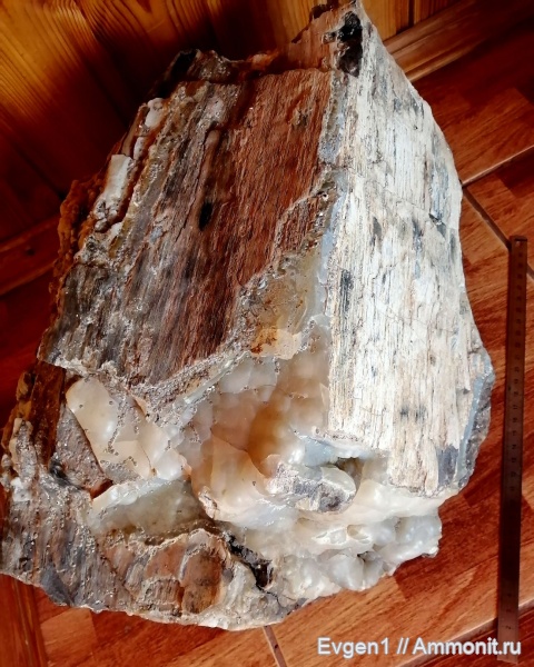 растения, окаменевшее дерево