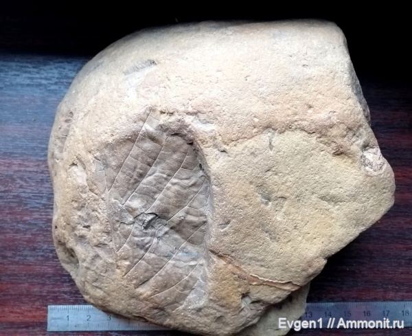 растения, покрытосеменные, высшие растения