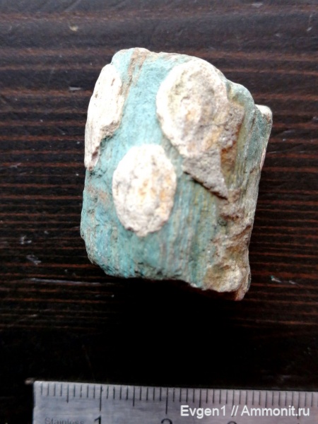 окаменевшее дерево, Сахалин