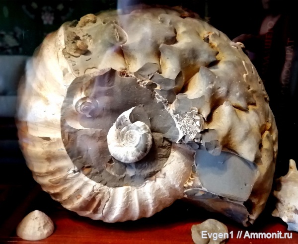 аммониты, верхний мел, Сахалинская область