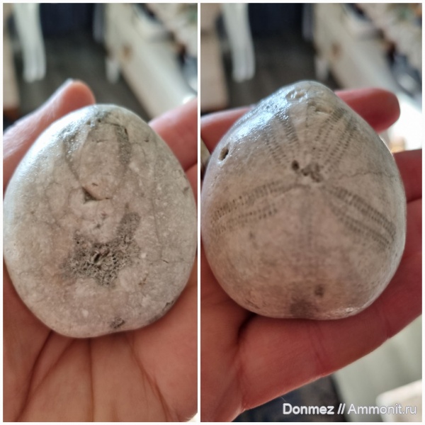 окаменелости, Окаменелый морской ёж