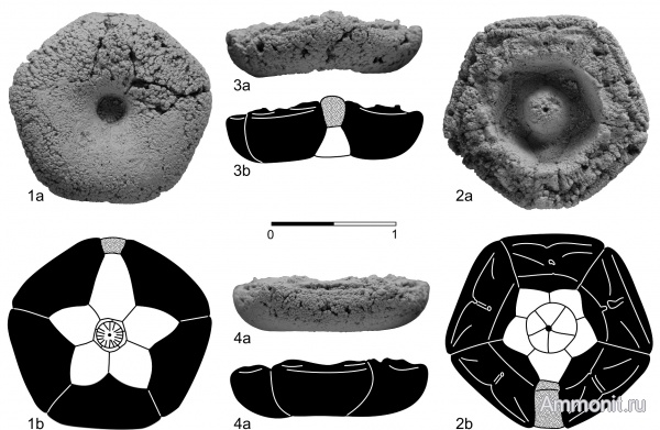 морские лилии, Гжель, Crinoidea, Catacrinidae