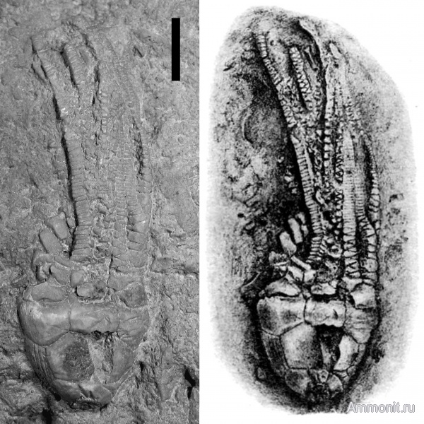 морские лилии, гжельский ярус, Crinoidea, Самарская Лука, Cromyocrinidae