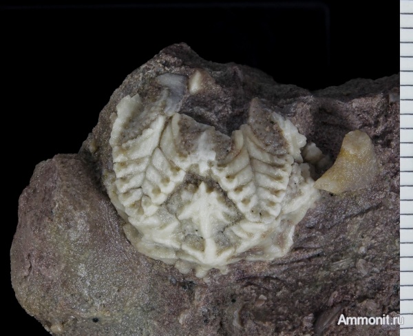 Diploporita, Asteroblastus, Asteroblastida, Asteroblastidae