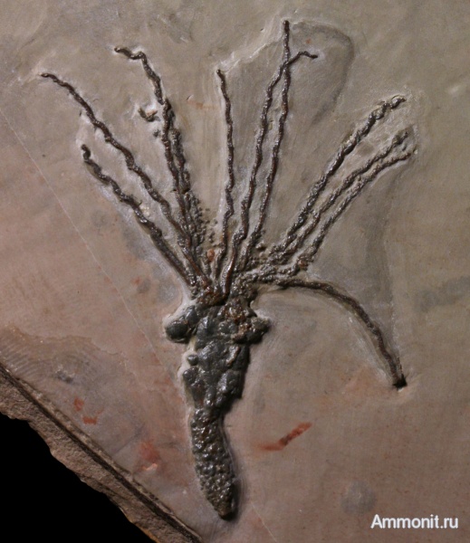 иглокожие, кембрий, США, эокриноидеи, Echinodermata, Eocrinoidea, Gogia