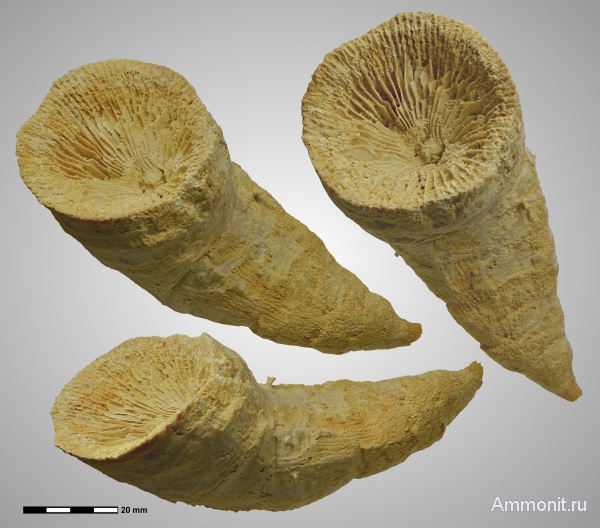 Gshelia, Gshelia rouilleri