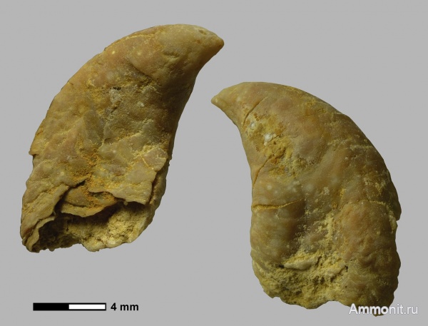 Гжель, Platyceras, Orthonychia