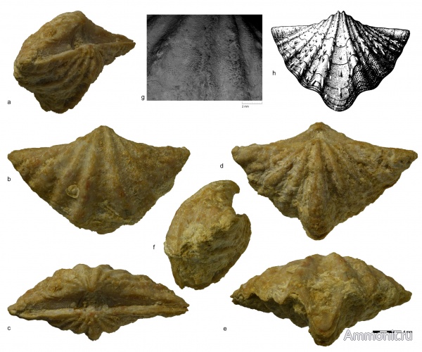 брахиоподы, Гжель, Spiriferinida, Reticulariinidae, Gjelispinifera, Gjelispinifera gerasimovi