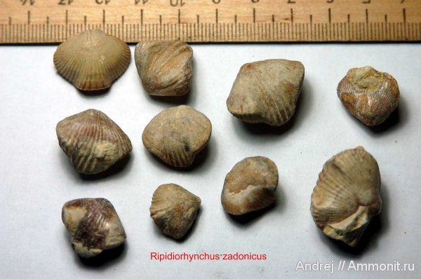 девон, Devonian, плеченогие, Ripidiorhynchus, Rhynchonellida