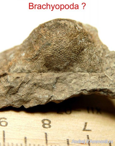 девон, Devonian, плеченогие