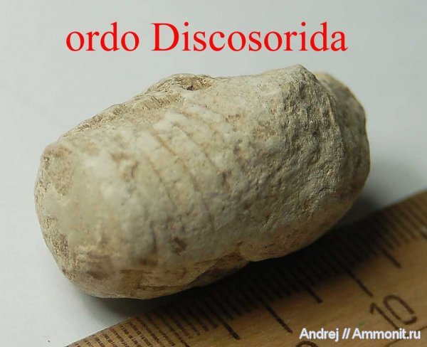 девон, головоногие моллюски, Devonian