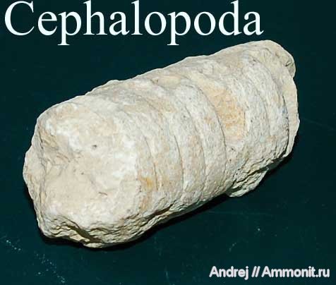 девон, головоногие моллюски, Devonian