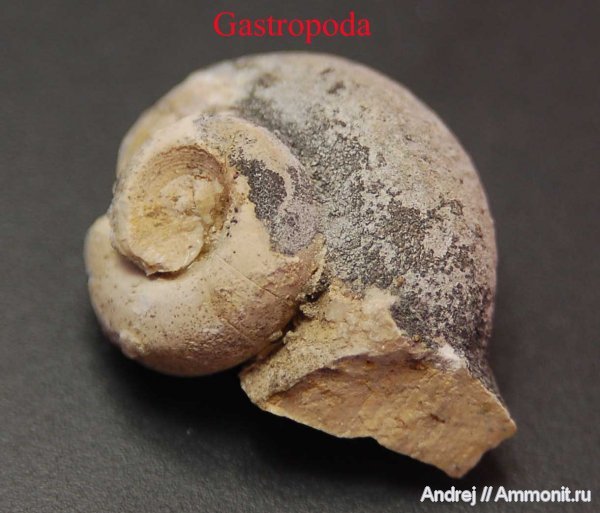 девон, брюхоногие моллюски, Devonian