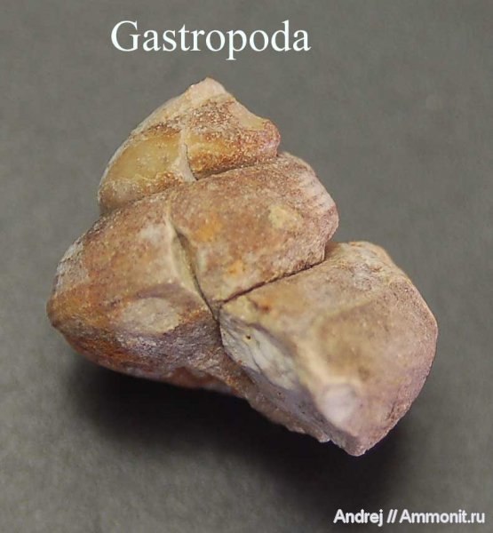 девон, брюхоногие моллюски, Devonian