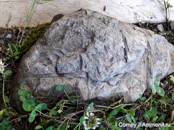 юрский период, растения, иркутск