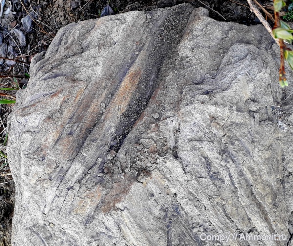 юрский период, растения, окаменевшее дерево, уголь, иркутск