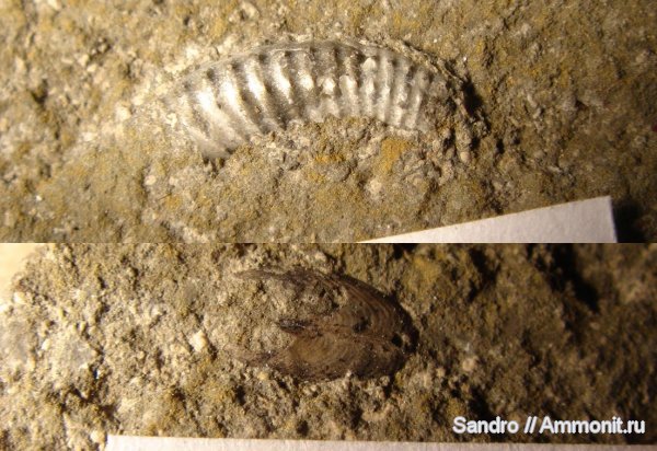 гетероморфные аммониты, аптихи, Volgoceratoides schilovkensis, Volgoceratoides, Aptychi, heteromorph ammonites