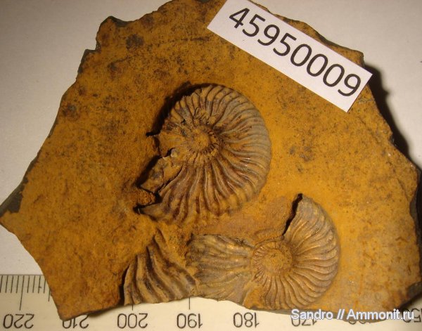 Deshayesites deshayesi