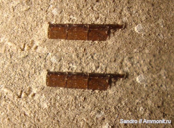 ракообразные, раки