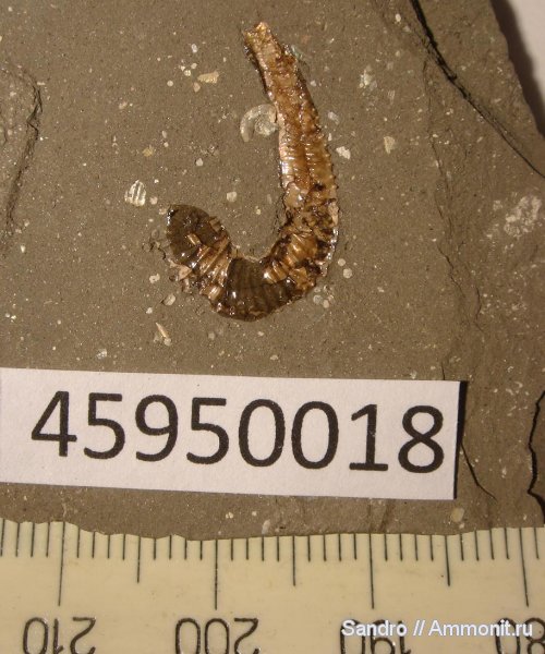 Volgoceratoides schilovkensis, Volgoceratoides