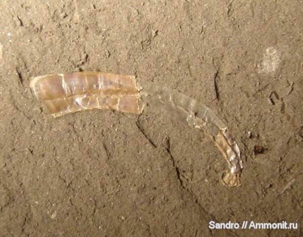 ?, Volgoceratoides schilovkensis, Volgoceratoides