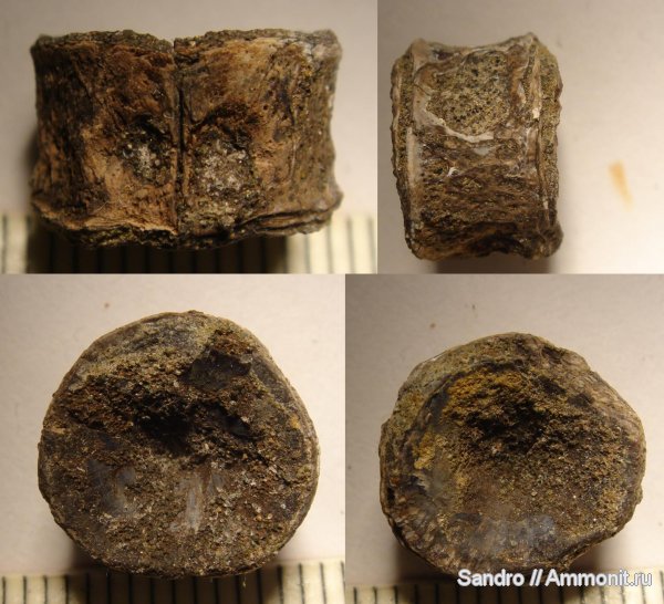 позвоночные, ?