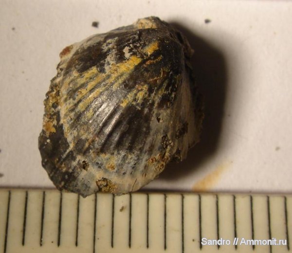 двустворки, ?