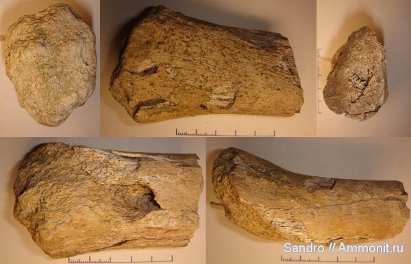 плезиозавры