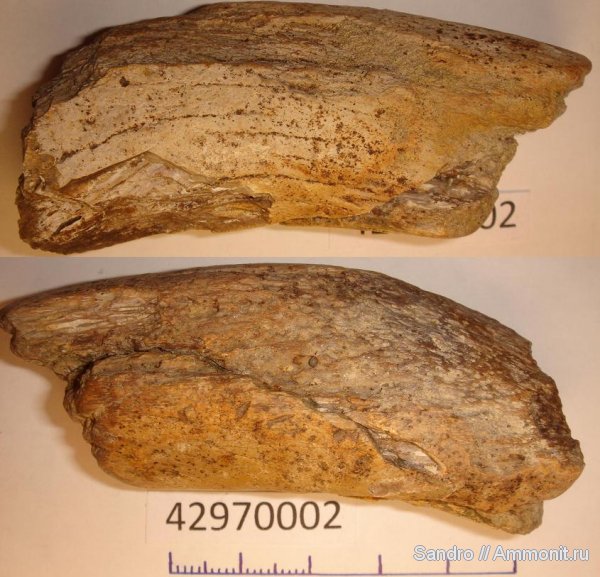 мел, кости, Cretaceous