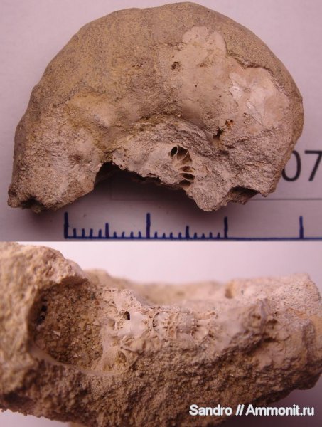 аммониты, Schloenbachia, Ammonites, Schloenbachia varians