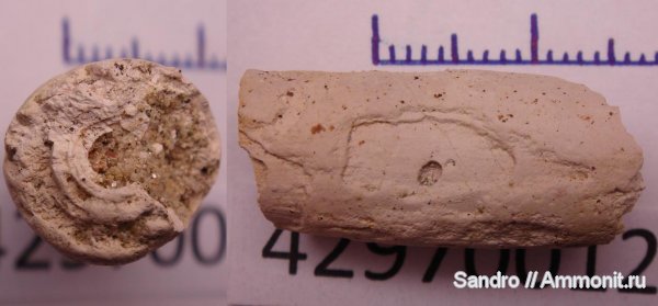 белемниты, belemnites