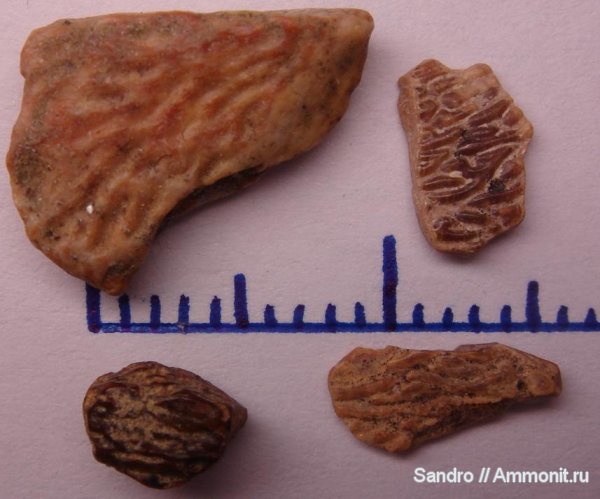 мел, чешуя, Cretaceous