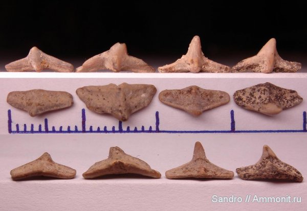 Cederstroemia, Orectolobiformes