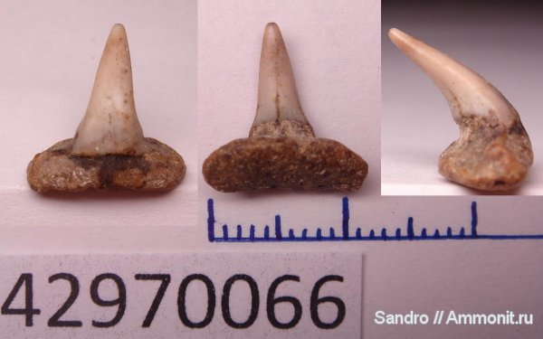 Paraorthacodus, Synechodontiformes