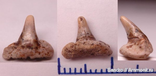 Paraorthacodus, Synechodontiformes