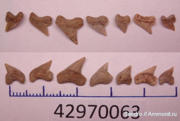 Palaeoanacorax, сеноман, Cenomanian