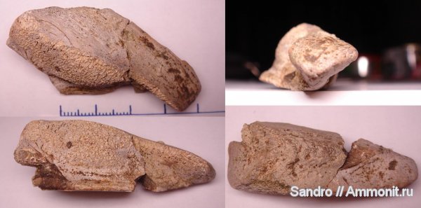 химеры, Elasmodus, Chimaeriformes