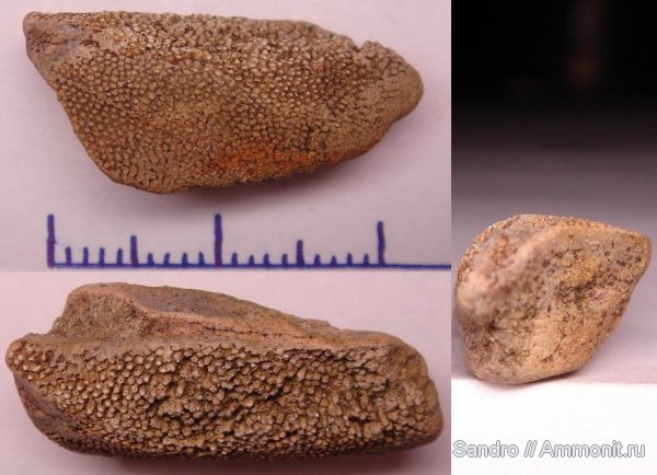 химеры, Chimaeriformes