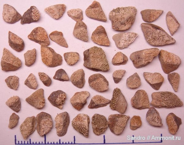 химеры, Chimaeriformes