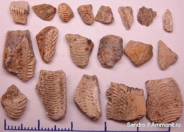 химеры, Elasmodus, Ischyodus, Chimaeriformes